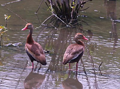 Black-bellied Whistling Duck - 7-12-09  Ensley Bottoms