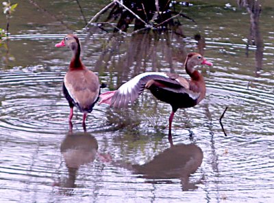 Black-bellied Whistling Duck - 7-12-09