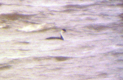 Western Grebe - 11-22-09 Arkabutla Lake, MS