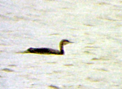 Pacific Loon - Eagle Creek -11-27-09