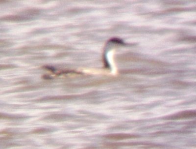 Western Grebe - 11-28-09 Arkabutla Lake, MS