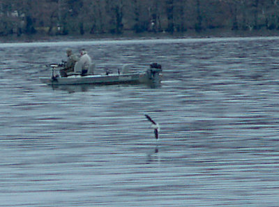 Little Gull - 12-13-09 adult Reelfoot. Lake