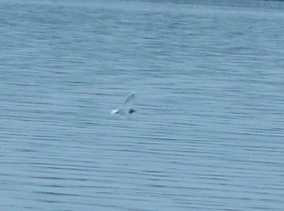 Little Gull - 12-13-09 adult Reelfoot  Lake