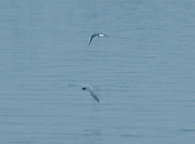 Little Gull - 12-13-09 adult Reelfoot Lake