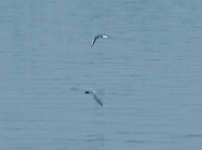 Little Gull - 12-13-09 adult Reelfoot  Lake