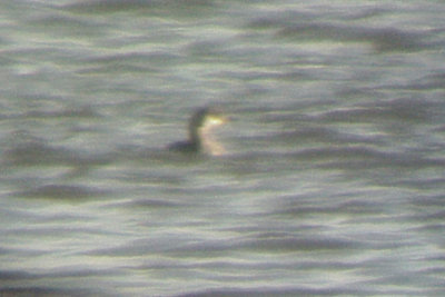 Red-necked Grebe - 12-26-09 Port Rd. 1 of 2