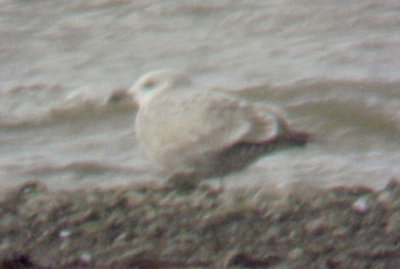 Thayers Gull - 12-27-09 Pace Point - immature