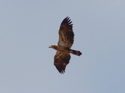 Bald Eagle - 12-25-09 Pickwick Lake
