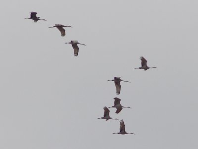 Sandhill Crane- 12-24-09 Tunica Co. MS.