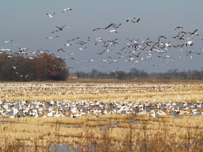 Snow Geese - 12-24-09 Tunica Co.