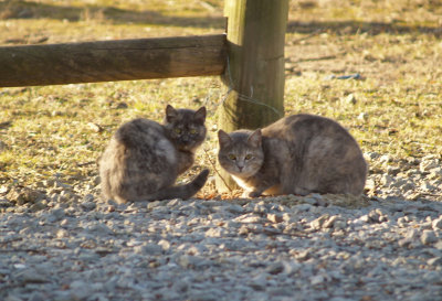 Paris Landing State Park Cats