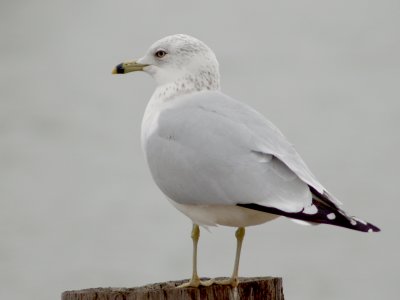 Ring-billed Gull - 12-30-09 Shelby Farms