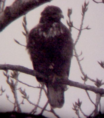 Red-tailed Hawk - 12-30-09 Harlan's Dark Morph - Shelby Farms