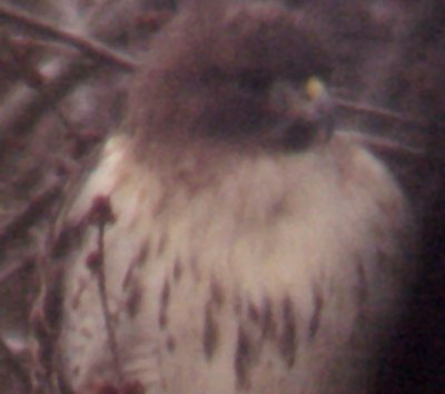 Red-tailed Hawk - 12-30-09  calurus - deformed bill