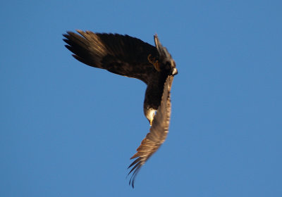 Bald Eagle - 1-1-10 Reelfoot Lake