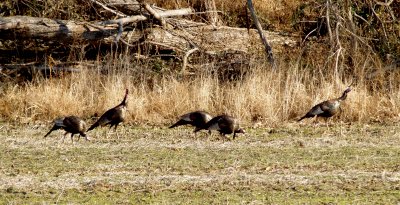 Wild Turkey - 1-1-10 Reelfoot Lake