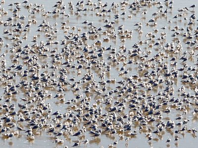 Arkabutla Gulls - 1-10-10 Crowded Ice