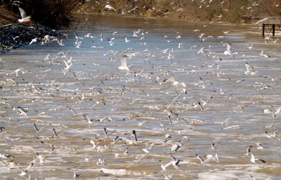 Arkabutla Gulls - 1-10-10 Run Out