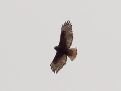 Red-tailed Hawk - 2-7-2010 dark morph western