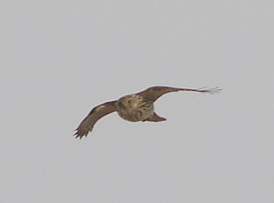 Cooper's Hawk -2-10-2010 imm. hunting