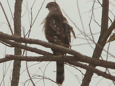Cooper's Hawk - 2-10-2010 immature after the hunt.