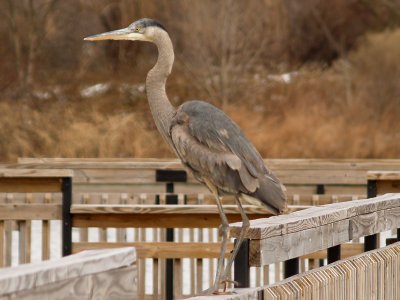 Great Blue Heron - Shelby Farms Fishing Dock