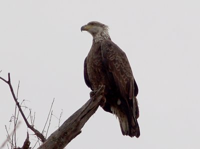 Bald Eagle - 2-13-2010  Reelfoot Lake
