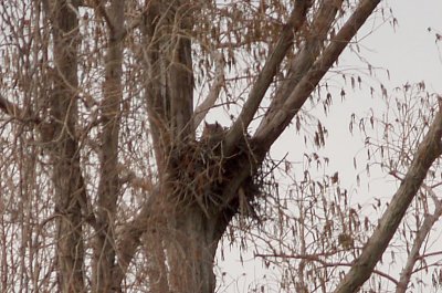Great Horned owl - 2-13-2010 nest at Reelfoot