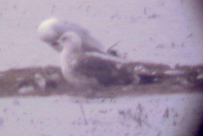 Lesser Black-backed Gull - 2-20-2010 - 2nd cycle - Tunica Co. MS