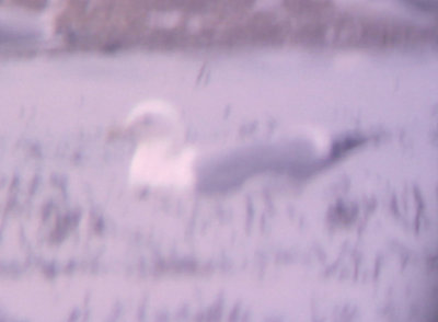 Thayers Gull - 2-20-2010 - adult - Tunica Co. MS
