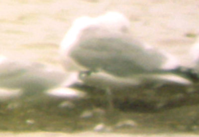 California Gull - 2-20-2010 - adult Tunica Co. MS