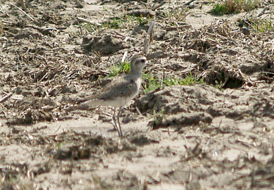 American Golden-Plover - 3-20-10 DeSoto Co. 1.jpg