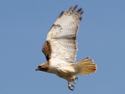 Red-tailed Hawk - 3-20-10 eastern - light morph