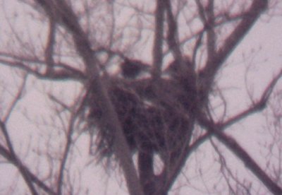 Bald eagle - 2-20-2010 - Ensley nest - feeding young