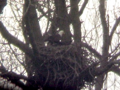 Bald Eagle - 3-14-2010 nest North Memphis no. 2.