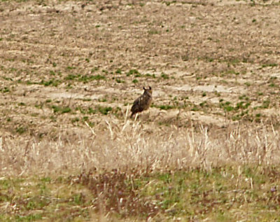 Great Horned Owl - 3-20-10 - daylight hunting
