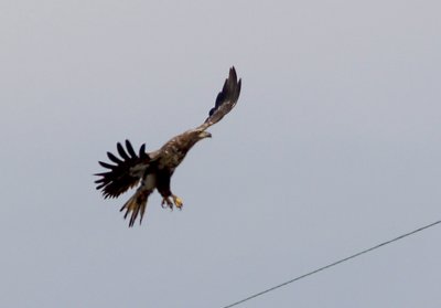 Bald Eagle - Ensley -