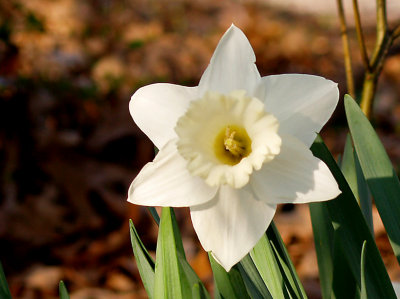 House - Flowers - March 2010 - 3.jpg