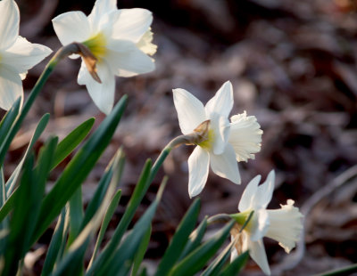 House - Flowers - March 2010 - 5.jpg