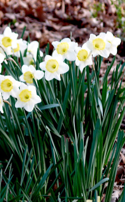 House - Flowers - March 2010 - 6.jpg