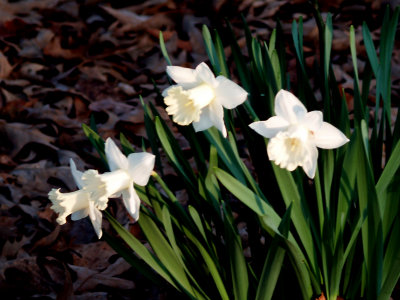 House - Flowers - March 2010 - 8.jpg