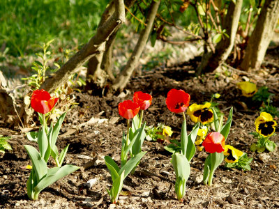 House - flowers - April - 2.jpg