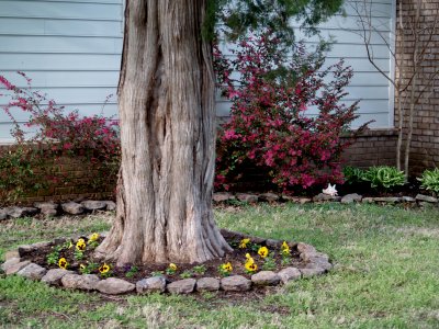 House - Flowers - April - 10.jpg