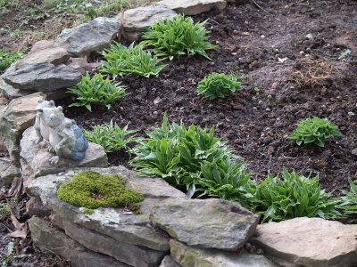 House - flowers - April - hostas.jpg