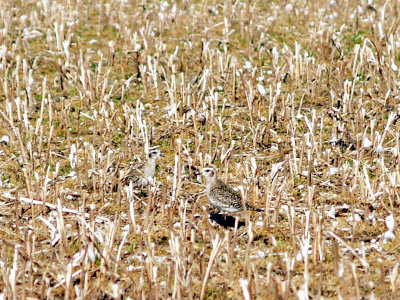 American Golden-Plover - 4-11-2010 In cotton stubble.