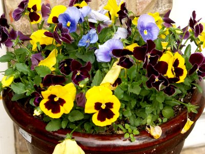 House - Flowers - 4-17-10 Pansy Pot 