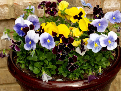House - Flowers - 4-17-10 Pansy Pot  2