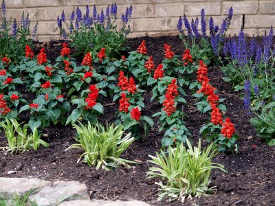 House - Flowers - 4-17-10 Salvia 