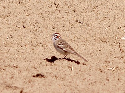 Lark Sparrow - 4-24-10 Tipton Co. TN