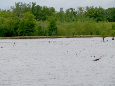 Neotropic Cormorant - 4-25-10 ONeal Lake
